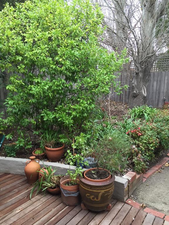 Garden Cottage St Kilda Melbourne Eksteriør bilde